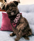 & JULIET Pet Bandana